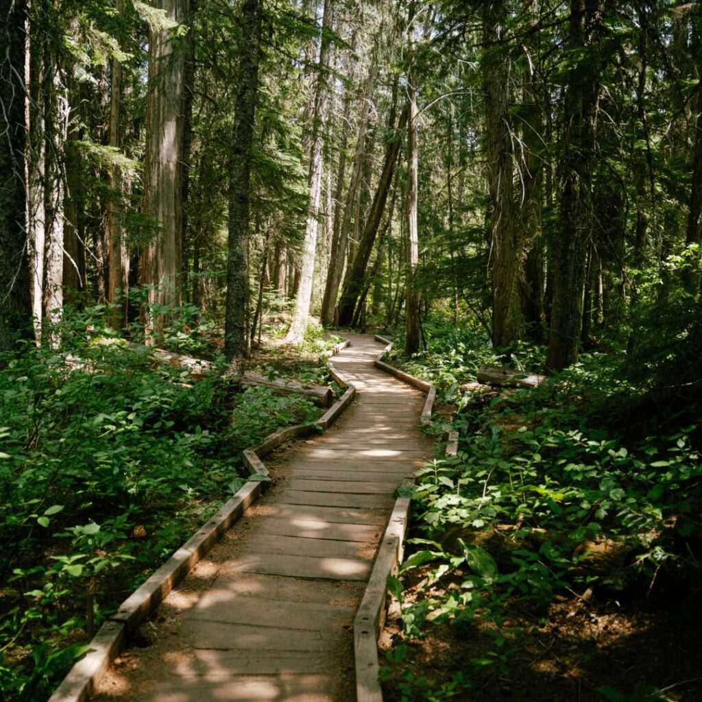 Images of forest trail with light filtering through trees